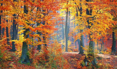 Autumn_Eq_2_SOMA_YT_Thumb