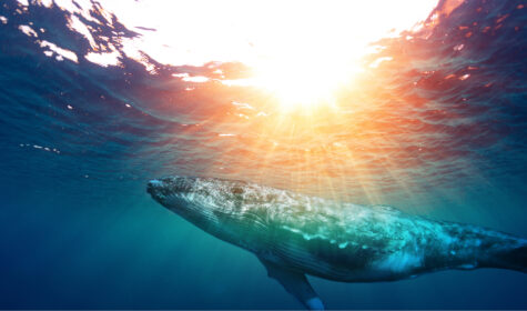 Oceanic_Bliss_SOMA_YT_Thumb